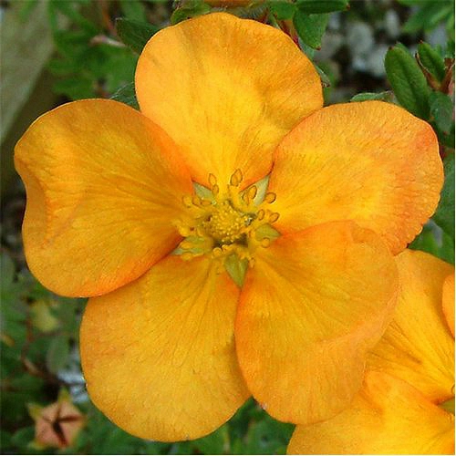 Лапчатка кустарниковая 'Танжерин'