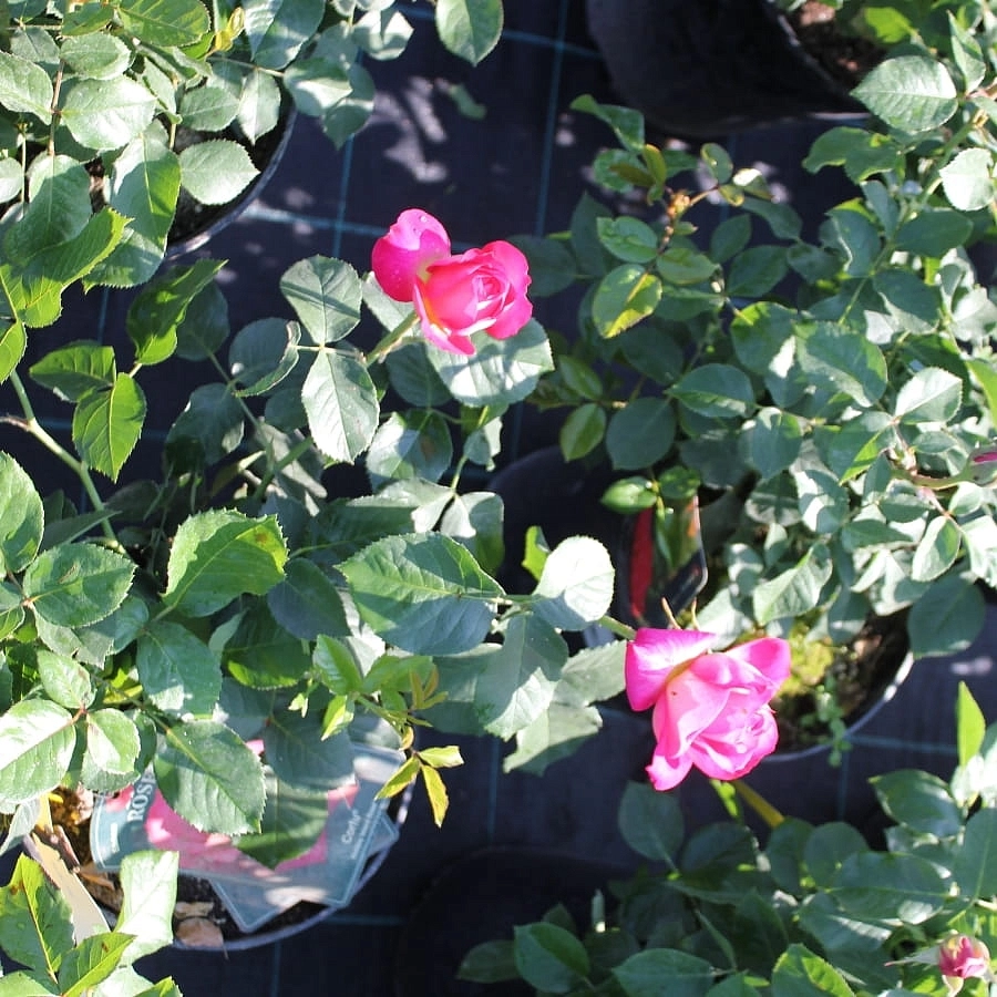 Роза 'Корфу' (чайно-гибридная) (желто - малиновая)