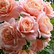 Роза 'Гейша' (флорибунда) (персиковая)