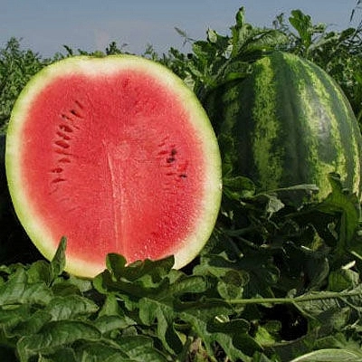 Арбуз 'Волгоградец КРС 90' 