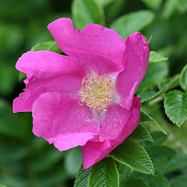 Роза ругоза 'Рубра' (розовый)