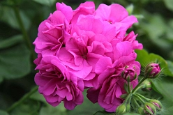 Пеларгония плющелистная 'Елис' (сиренево-малиновая)