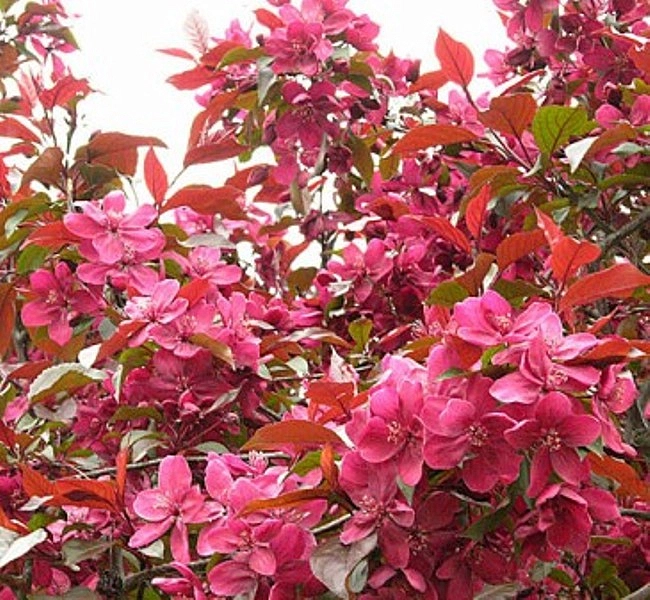 Яблоня декоративная 'Хелена'