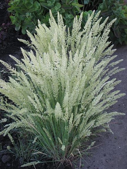 Калерия (тонконог) сизая