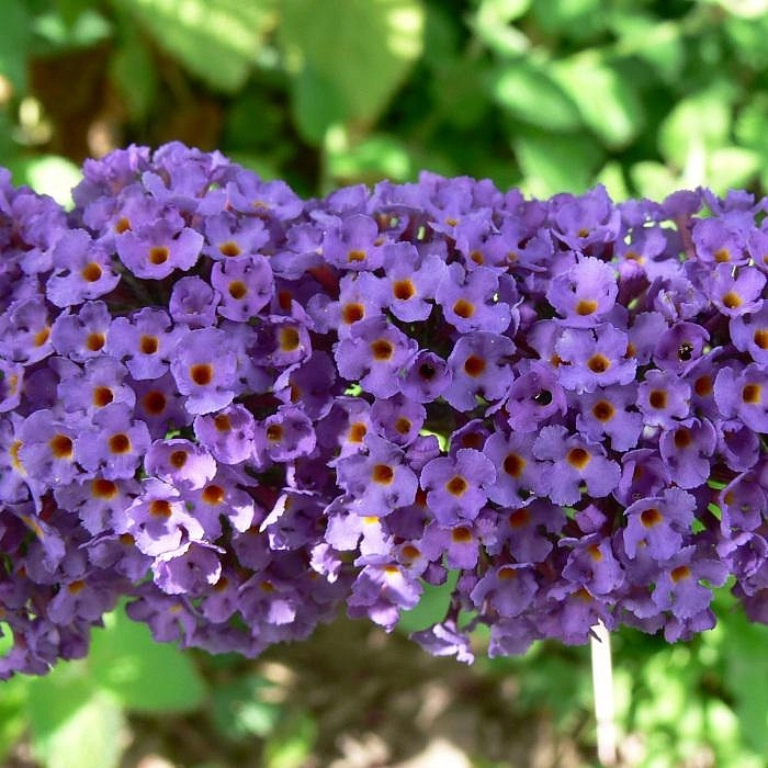 Буддлея Давида 'Нано Блу'