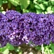 Буддлея Давида 'Нано Блу'