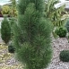 Сосна черная 'Пирамидалис' Сосна черная 'Пирамидалис'