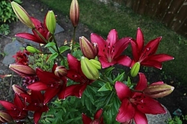 Лилия 'Фангио' (темно вишневая)