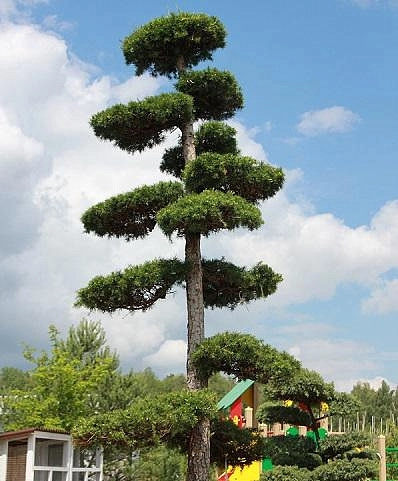 Лиственница европейская бонсай