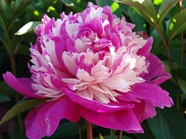 Пион молочноцветковый 'Селебрити' (розовый с белым)