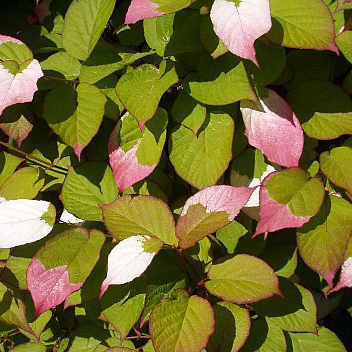 Актинидия Коломикта