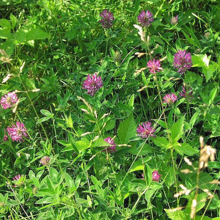 Газонные семена Клевер красный Лукрум 0,5кг