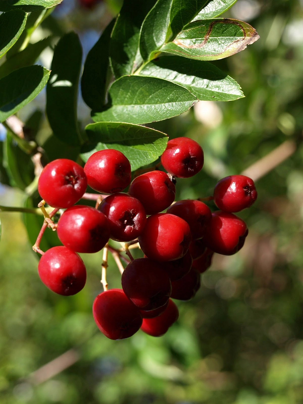 Рябина плодовя 'Десертная Мичурина'