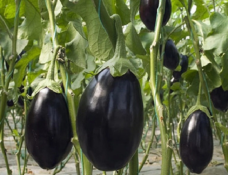 Баклажан 'Черный красавец'