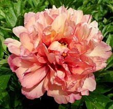 Пион молочноцветковый 'Уоппер' (персиково - розовый)