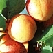 Абрикос 'Краснощекий'