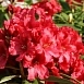 Рододендрон гибридный 'Рабац' (красный) Рододендрон гибридный 'Рабац' (красный)