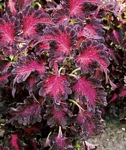 Колеус Блюма 'Драгон Блэк' (темно-красный с пурпурно-черными краями)