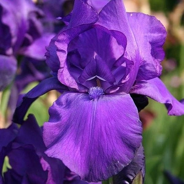 Ирис германский (бородатый) 'Матината' 