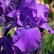 Ирис германский (бородатый) 'Матината' 