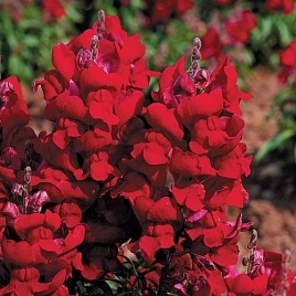 Антирринум компактный (Львиный зев) 'Монтего Ред' (красный)
