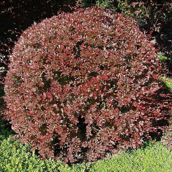 Барбарис Тунберга 'Пинк Аттрактион'