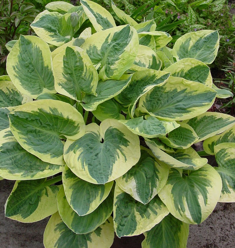 Хоста гибридная (вздутая, волнистая) 'Сноу Кэп'