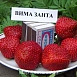 Земляника (клубника) 'Вима Занта'
