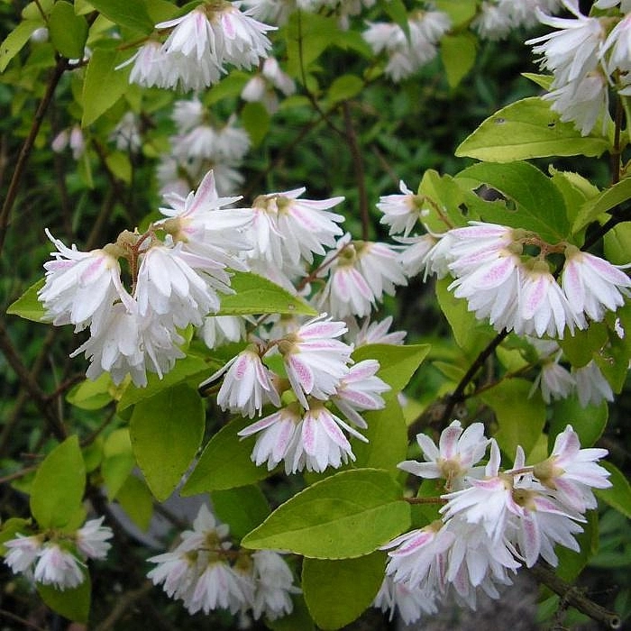 Дейция шершавая