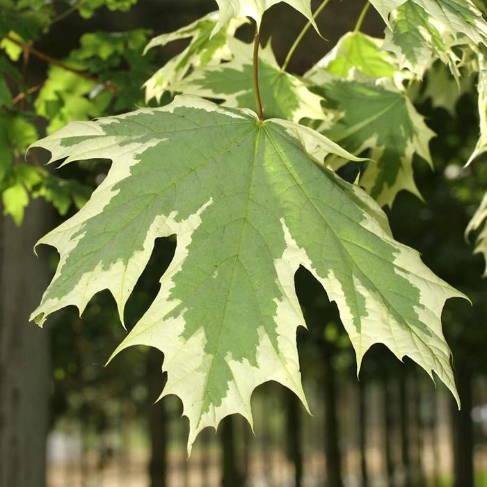 Клен остролистный 'Друммонди'