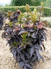 Бузина черная 'Блэк Тауэр'