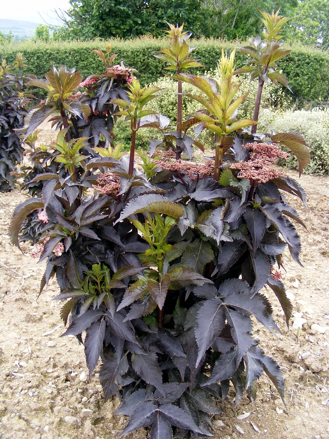 Бузина черная 'Блэк Тауэр'