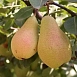 Груша 'Лесная красавица'