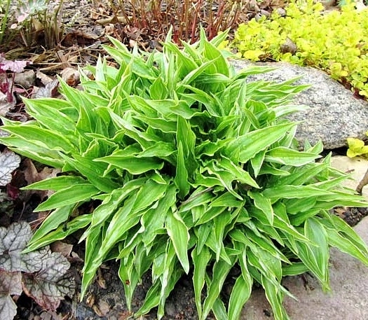 Хоста гибридная 'Стилетто'