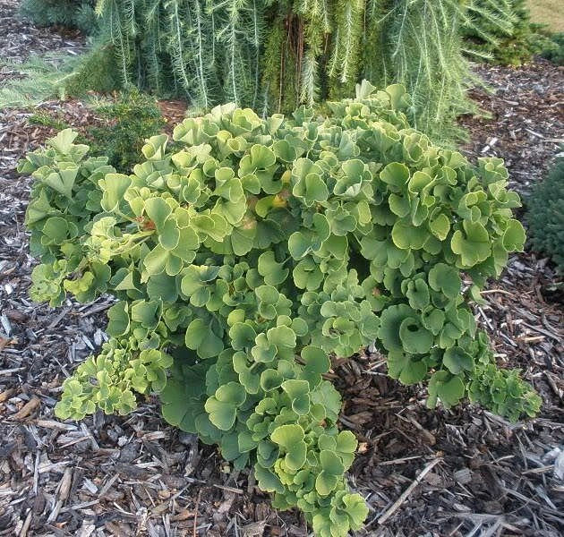 Гинкго билоба 'Марикен'