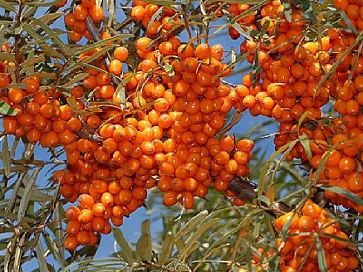 Облепиха 'Джемовая'