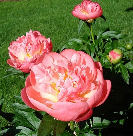 Пион молочноцветковый 'Пинк Гаваиан Корал' (коралово-розовый)