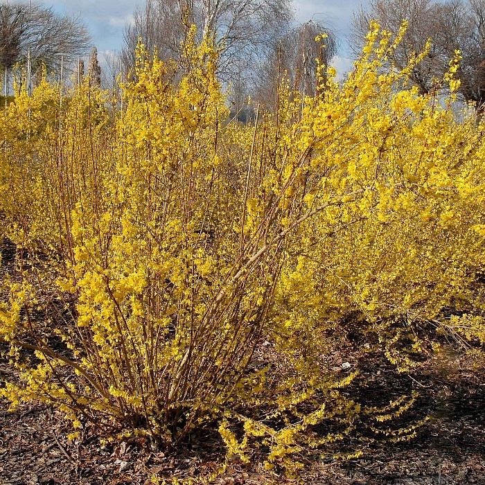 Форзиция промежуточная (средняя) 'Миниголд'