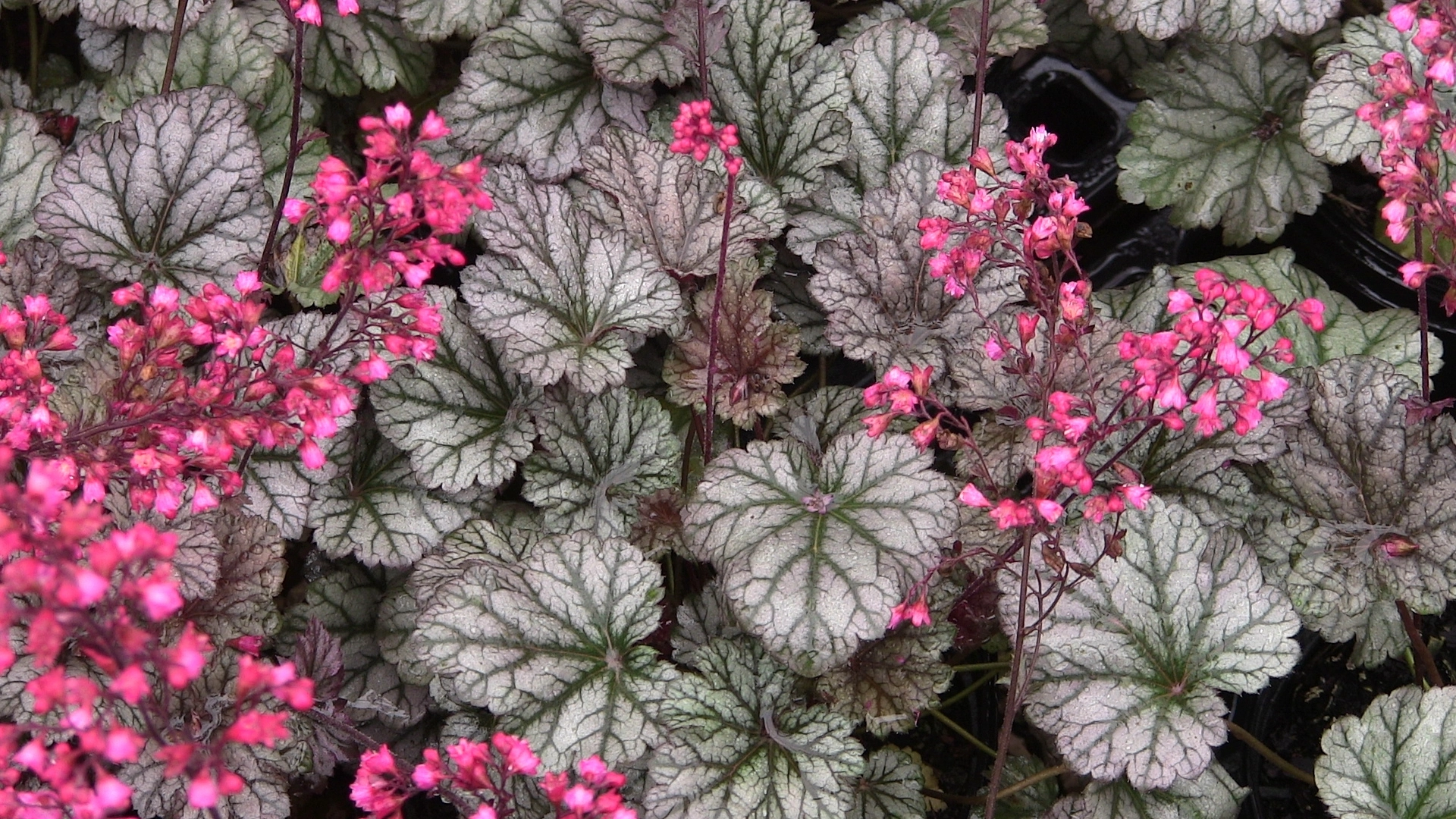 Гейхера 'Рейве Он'