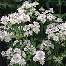 Астранция большая 'Стар оф Биллион'