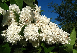 Сирень персидская 'Альба' (белая)