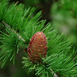 Лиственница европейская Литтл Богл (Little Bogle)