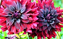 Семена Георгина 