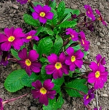 Примула Юлии 'Ванда'