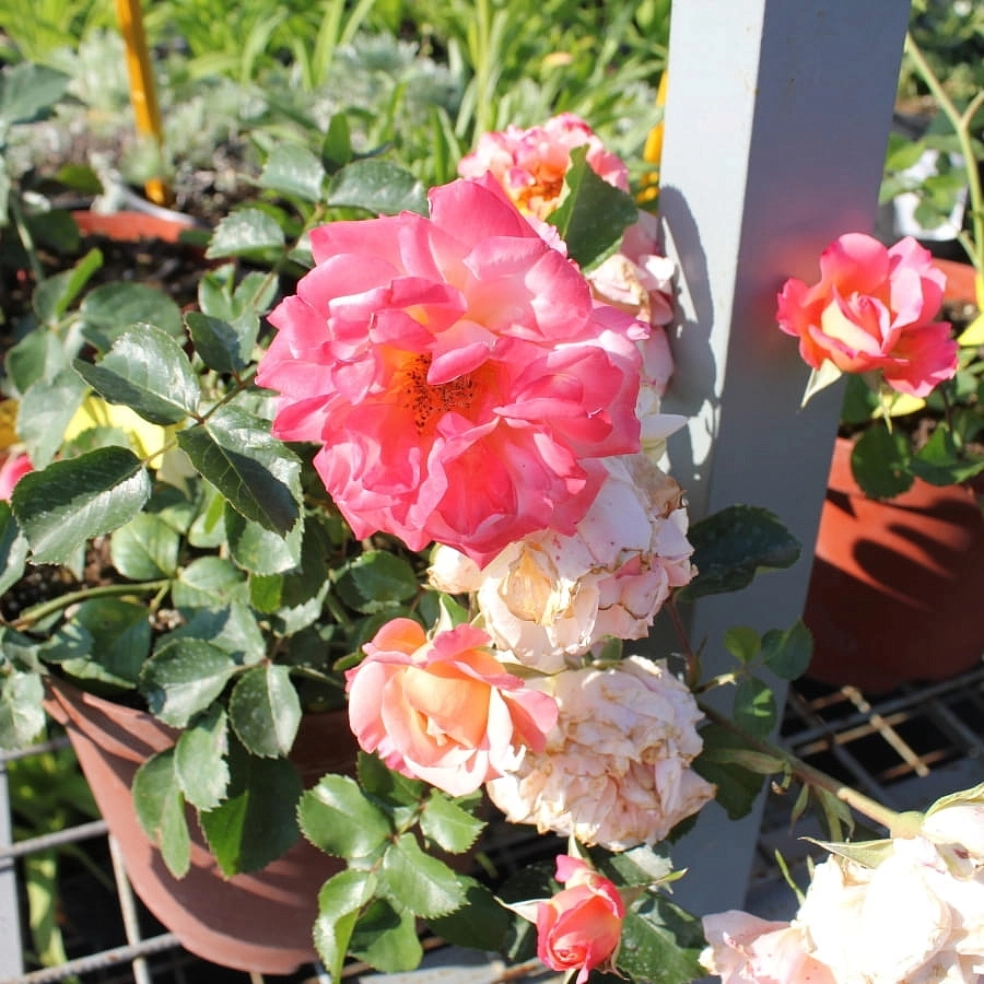 Роза 'Кубана' (шраб, флорибунда) (персиково - розовая)