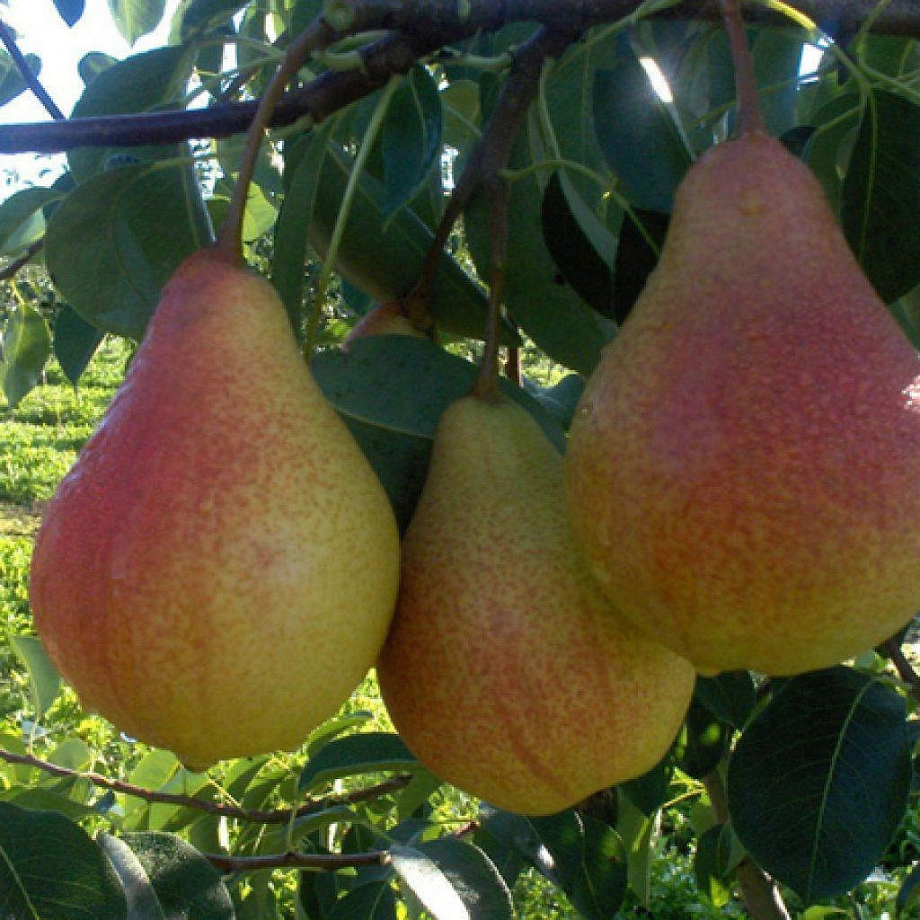 Груша 'Мария'