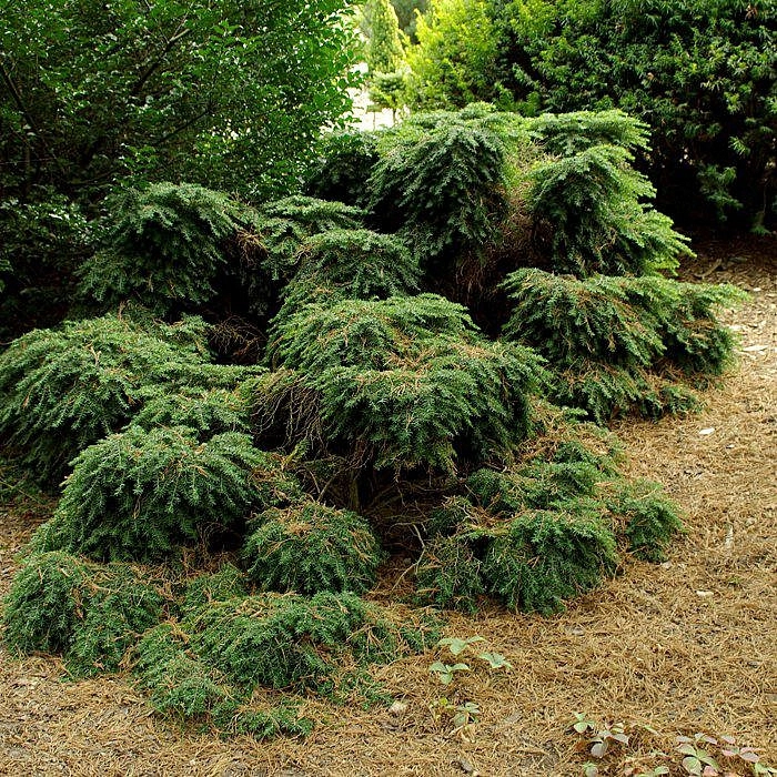 Тсуга канадская 'Нана'