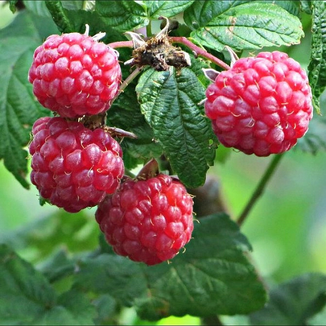 Малина 'Калашник'