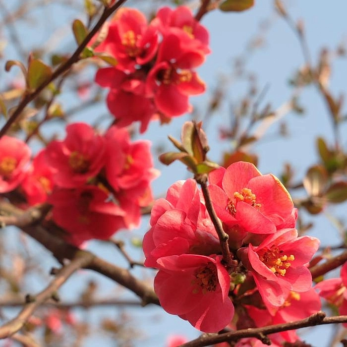 Айва японская 'Сарженти'