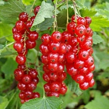 Смородина красная 'Голландская красная'